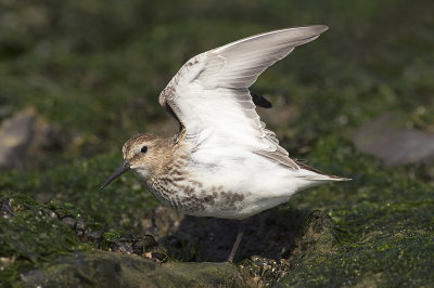 Bonte Strandloper / Dunlin