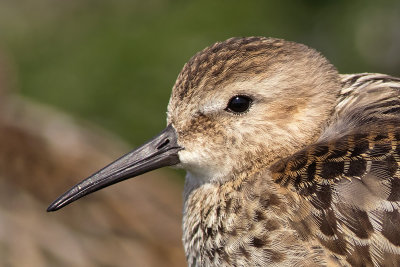 Bonte Strandloper / Dunlin