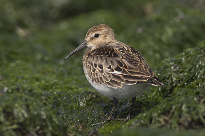 Bonte Strandloper / Dunlin