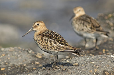 Bonte Strandloper / Dunlin