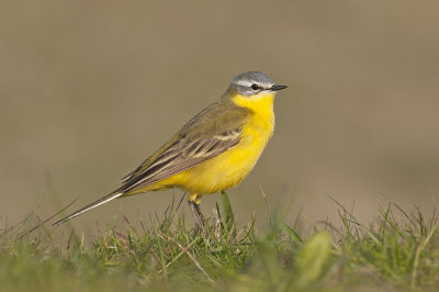 Gele Kwikstaart / Blue-headed Wagtail