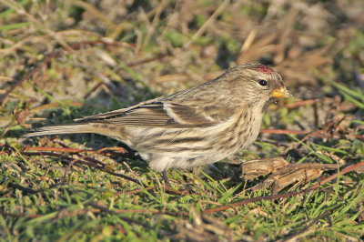 Grote Barmsijs / Mealy Redpoll