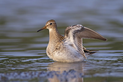 Gestreepte Strandloper / Pectoral Sandpiper