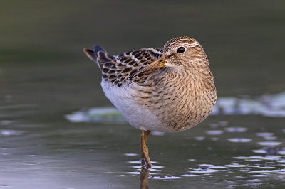 Gestreepte Strandloper / Pectoral Sandpiper