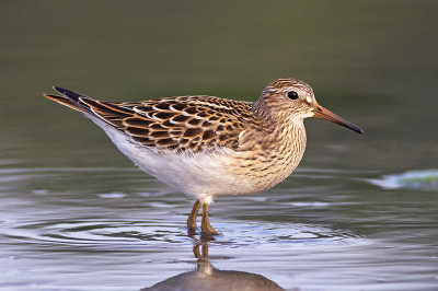 Gestreepte Strandloper / Pectoral Sandpiper