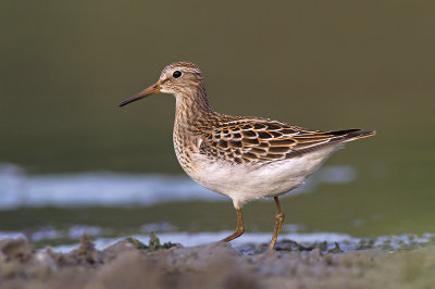 Gestreepte Strandloper / Pectoral Sandpiper