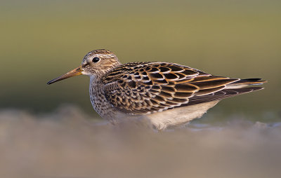 Gestreepte Strandloper / Pectoral Sandpiper