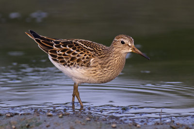 Gestreepte Strandloper / Pectoral Sandpiper