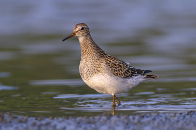 Gestreepte Strandloper / Pectoral Sandpiper