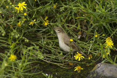 Kleine Spotvogel / Booted Warbler