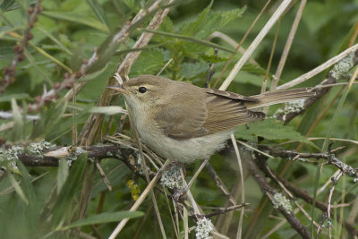 Kleine Spotvogel / Booted Warbler