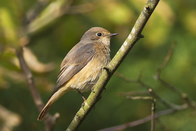 Gekraagde Roodstaart / Common Redstart