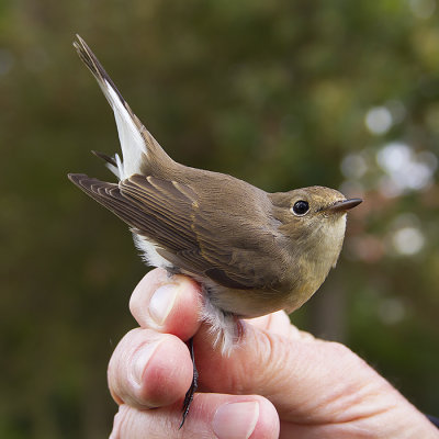 Kleine Vliegenvanger / Red-breasted Flycatcher