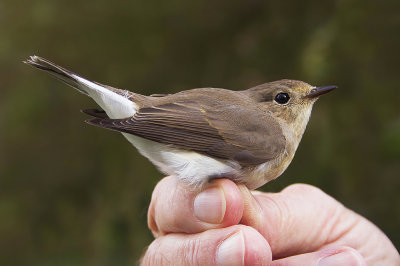 Kleine Vliegenvanger / Red-breasted Flycatcher