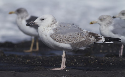 Pontische Meeuw / Caspian Gull