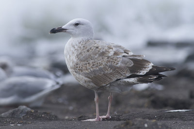 Pontische Meeuw / Caspian Gull