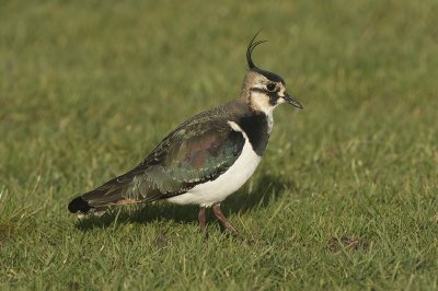 Kievit / Lapwing