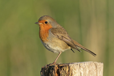 Roodborst / Robin