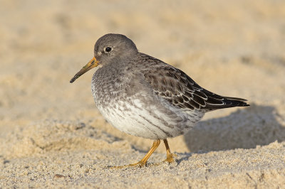 Paarse Strandloper / Purple Sandpiper