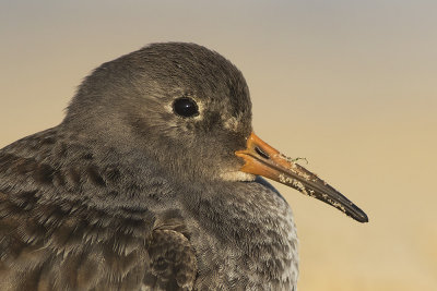 Paarse Strandloper / Purple Sandpiper