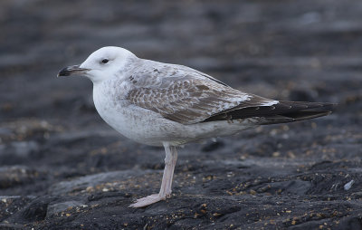 Pontische Meeuw / Caspian Gull