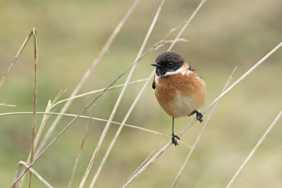 Roodborsttapuit / European Stonechat