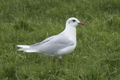 Zwartkopmeeuw / Mediterranean Gull