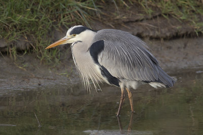 Blauwe Reiger / Grey Heron