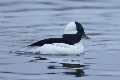 Buffelkopeend / Bufflehead