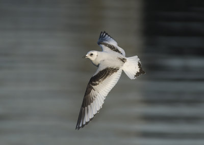 Ross's Gull