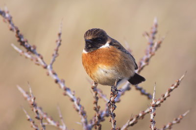 Roodborsttapuit / European Stonechat