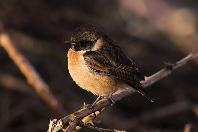 Roodborsttapuit / European Stonechat