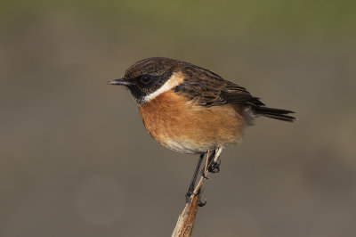 Roodborsttapuit / European Stonechat