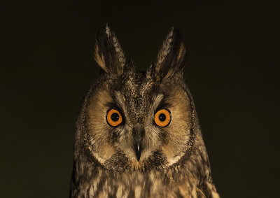Ransuil / Long-eared Owl