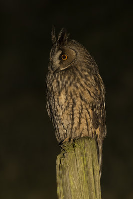 Ransuil / Long-eared Owl