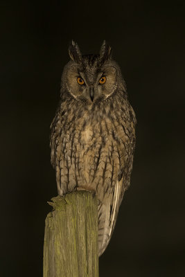 Ransuil / Long-eared Owl
