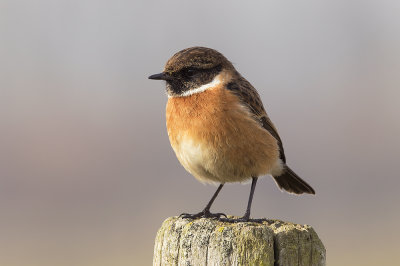 Roodborsttapuit / European Stonechat