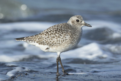 Zilverplevier / Grey Plover