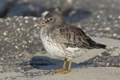 Paarse Strandloper / Purple Sandpiper