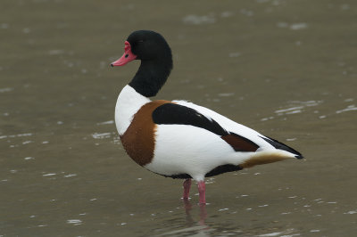 Bergeend / Common Shelduck