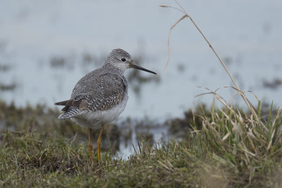 Kleine Geelpootruiter / Lesser Yellowlegs