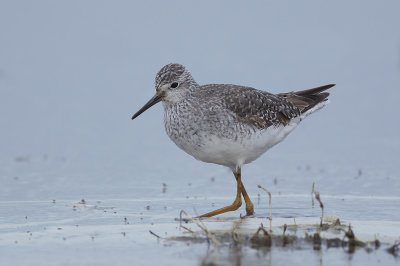 Kleine Geelpootruiter / Lesser Yellowlegs