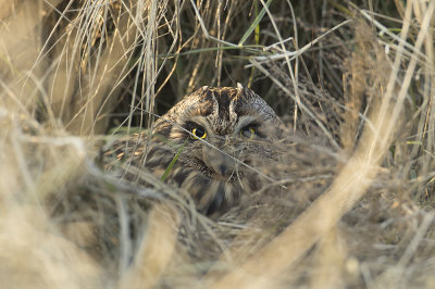 Velduil / Short-eared Owl