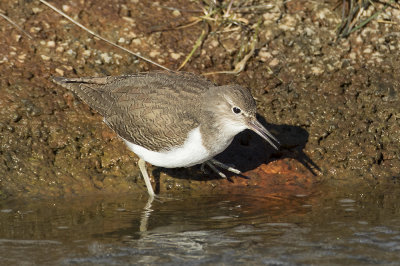 Oeverloper / Common Sandpiper