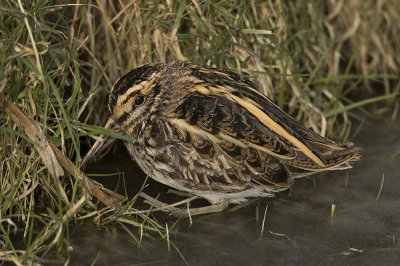 Bokje / Jack Snipe