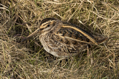 Bokje / Jack Snipe