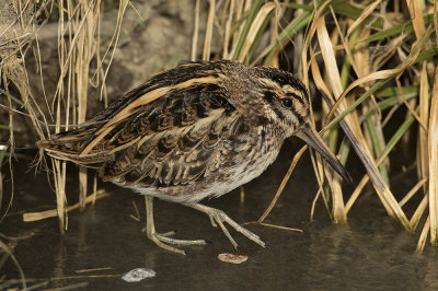 Bokje / Jack Snipe