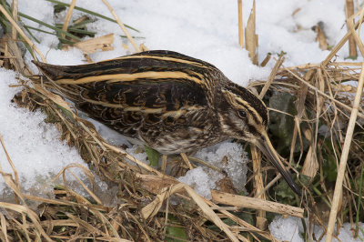 Bokje / Jack Snipe