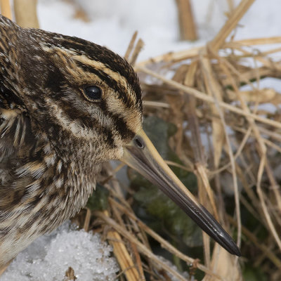 Bokje / Jack Snipe