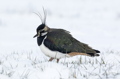 Kievit / Lapwing